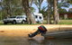 Willow Bend Caravan Park - thumb 0