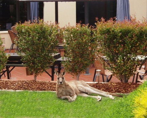 Alpha Canberra Hotel - Great Ocean Road Tourism 0