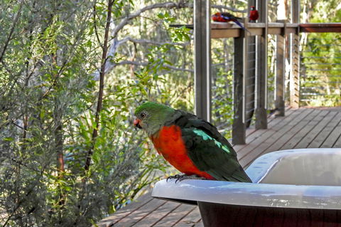 Araluen Park Cottages - Great Ocean Road Tourism 2