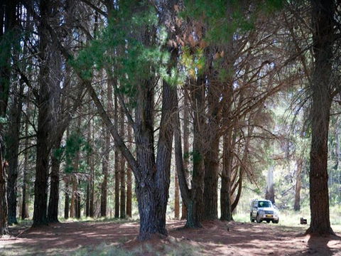 The Pines Campground - Great Ocean Road Tourism 1