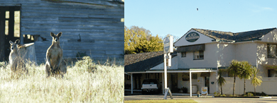 Acacia Motor Inn - Great Ocean Road Tourism 5
