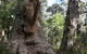 Valley Of The Giants Cottage - thumb 0