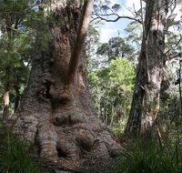 Valley of the Giants Cottage - Great Ocean Road Tourism
