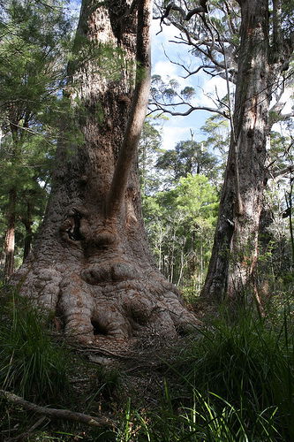 Valley Of The Giants Cottage - Great Ocean Road Tourism 0
