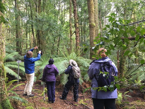 Forest Walks Lodge - Eco-Accommodation - Great Ocean Road Tourism 1