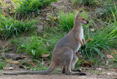 Nimbin Waterfall Retreat - Great Ocean Road Tourism 2