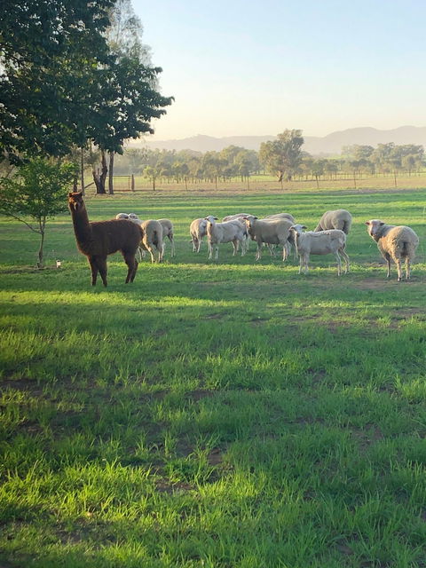Wallinga Studio Farmstay - Great Ocean Road Tourism 0