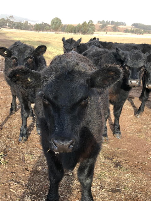 Wallinga Studio Farmstay - Great Ocean Road Tourism 1