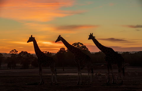 Zoofari Lodge, Taronga Western Plains Zoo Dubbo - Great Ocean Road Tourism 1