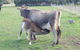 Animal Land Farm Stay - thumb 2