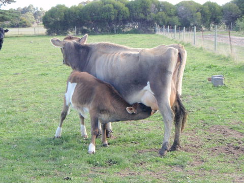 Animal Land Farm Stay - Great Ocean Road Tourism 2