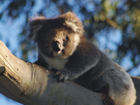 Bimbi Park Camping Under Koalas - Great Ocean Road Tourism 0