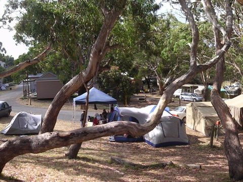 Bimbi Park Camping Under Koalas - Great Ocean Road Tourism 1