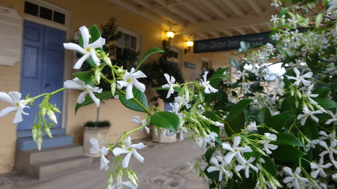 The Globe Inn - Great Ocean Road Tourism 1