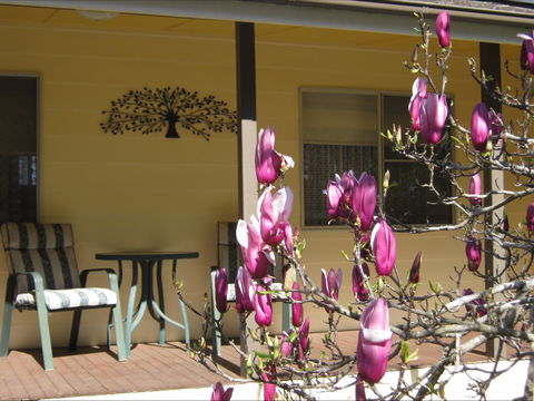 Figtree Cottage - Great Ocean Road Tourism 1