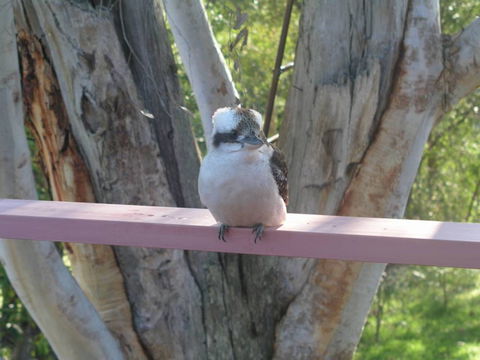 Kookaburra Dreaming - Great Ocean Road Tourism 0