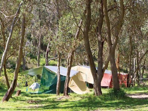 Pebbly Beach Campground - Yuraygir National Park - Great Ocean Road Tourism 1