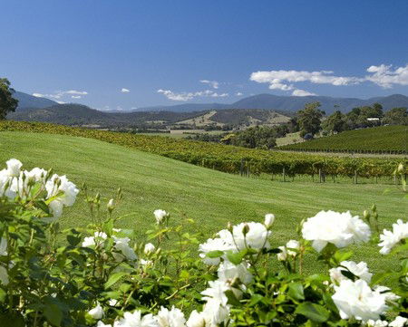Balgownie Estate Vineyard Resort And Spa - Great Ocean Road Tourism 0