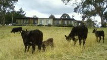 Bumblebrook Farm Motel - Great Ocean Road Tourism 1