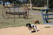 Bumblebrook Farm Motel - Great Ocean Road Tourism 5
