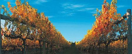 Nagambie Lakes Leisure Park - Great Ocean Road Tourism 5