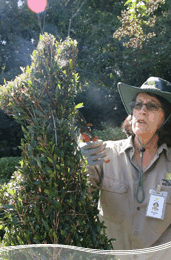 Roma Street Parkland - Great Ocean Road Tourism 1