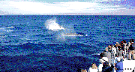 Brisbane Whale Watching - Great Ocean Road Tourism 1