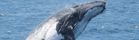 Brisbane Whale Watching - Great Ocean Road Tourism 2