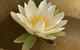 St Georges Natural Health Therapies - thumb 3