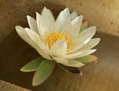 St Georges Natural Health Therapies - Great Ocean Road Tourism 3