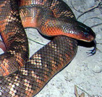 Armadale Reptile  Wildlife Centre - Great Ocean Road Tourism