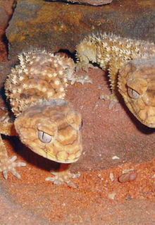 Armadale Reptile & Wildlife Centre - Great Ocean Road Tourism 1