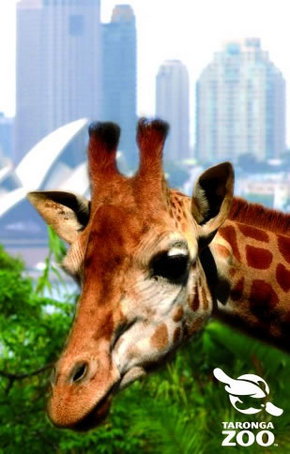 Taronga Zoo - Great Ocean Road Tourism 3