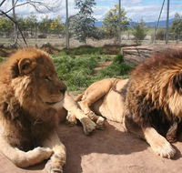 Mansfield Zoo - Great Ocean Road Tourism