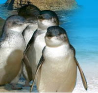 Phillip Island Penguin Parade - Great Ocean Road Tourism