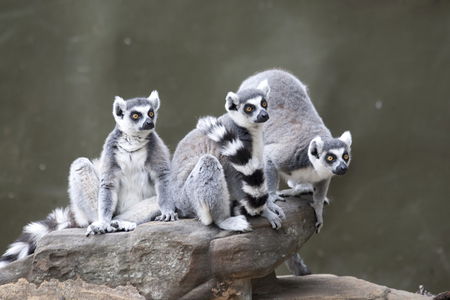 Adelaide Zoo - Great Ocean Road Tourism 0