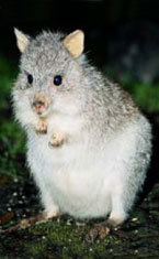 Warrawong Wildlife Park - Great Ocean Road Tourism 1