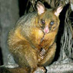 Warrawong Wildlife Park - Great Ocean Road Tourism 2