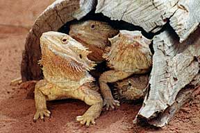 Alice Springs Reptile Centre - Great Ocean Road Tourism 0