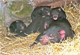 Book Bicheno TAS Attractions Great Ocean Road Tourism Great Ocean Road Tourism