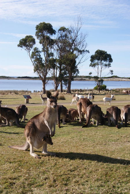 East Coast Natureworld - Great Ocean Road Tourism 1