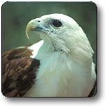 Kakadu National Park - Great Ocean Road Tourism 0