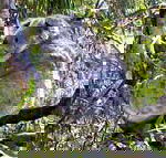 Koala Conservation Centre - Great Ocean Road Tourism