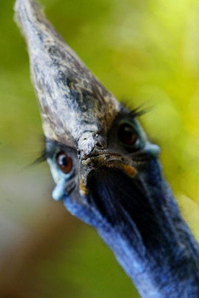 Symbio Wildlife Gardens - Great Ocean Road Tourism 2