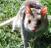 Urimbirra Wildlife Park - Great Ocean Road Tourism