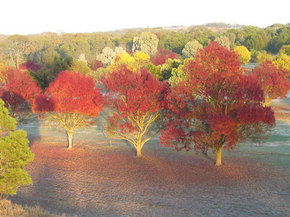 Balloon Adventures Barossa Valley - Great Ocean Road Tourism 3