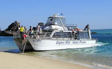 Dolphin Wild - Great Ocean Road Tourism 2