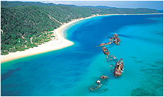 Dolphin Wild - Great Ocean Road Tourism 3