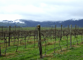 Kinloch Wines - Great Ocean Road Tourism