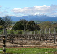 Buller View Wines - Great Ocean Road Tourism